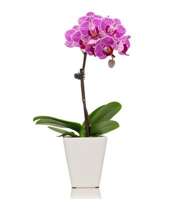 mini orchid planter at from you flowers mini orchid planter at from you flowers