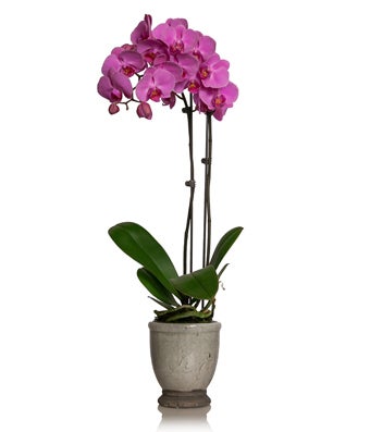 decorate spike plant for christmas
