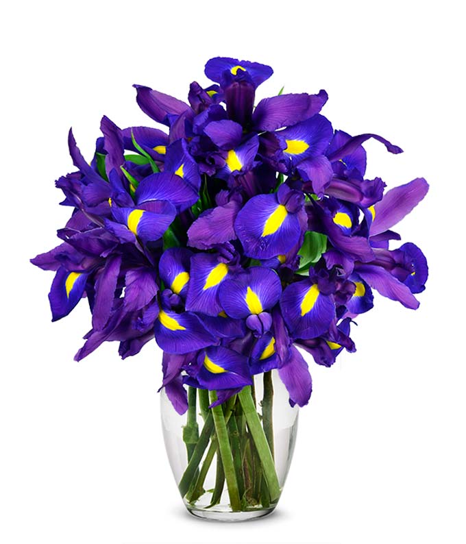 Blue Flower Delivery Roses Blue Iris Flower Bouquet For Next Day Delivery
