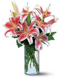 Pink stargazer lilies in cylinder vase