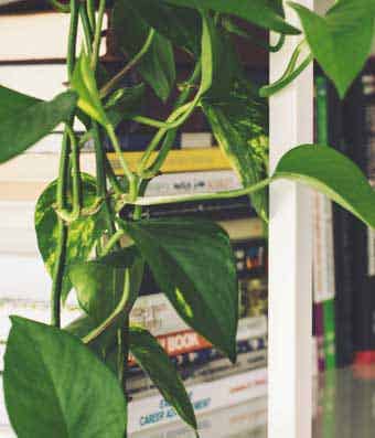 Philodendron with heart shaped leaves