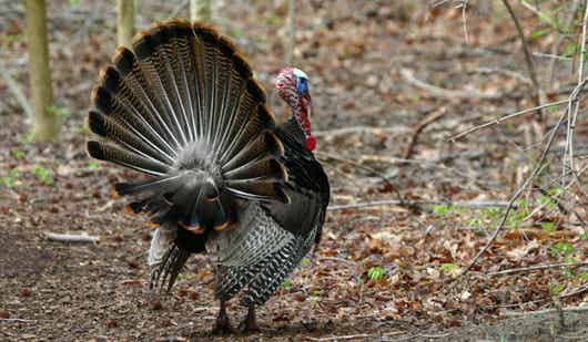 Turkey in the Woods