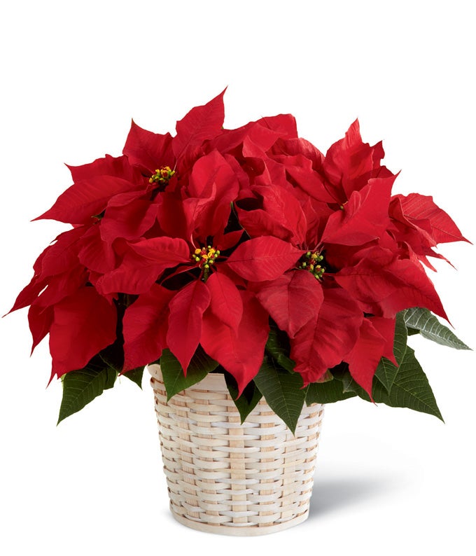 Red Holiday Poinsettia