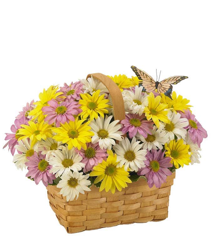 White, yellow and purple daisies in a woven basket