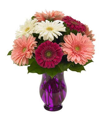 Gerbera Daisies in bright colors delivered in purple vase