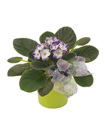 violet plant for delivery in container
