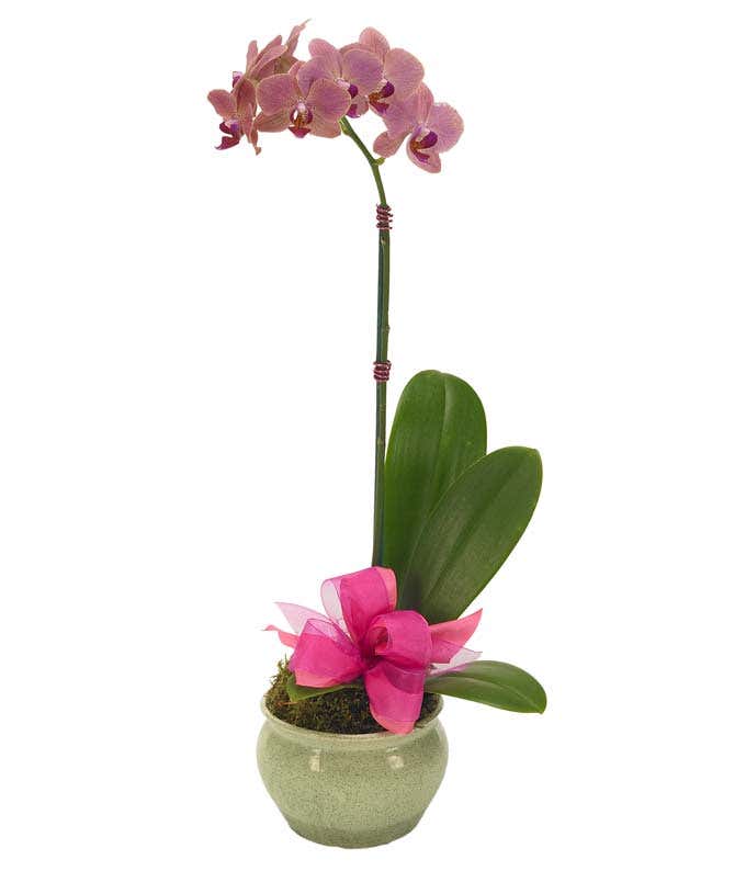 Pink orchid plant delivered with bow in container