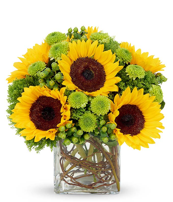 Sunflower SurpriseOther