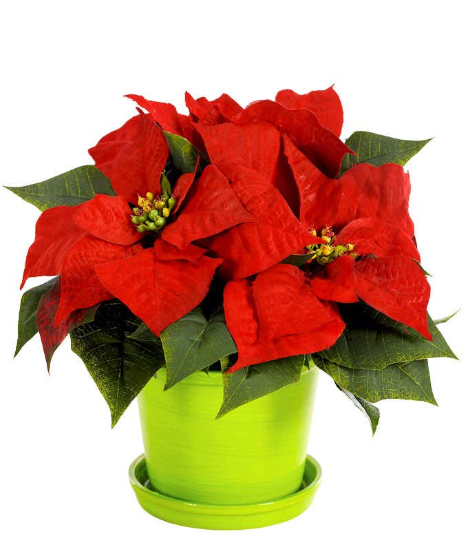 Potted Poinsettia Plant