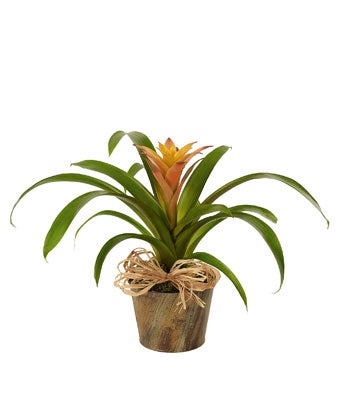 Bromeliad Plant Care How To Grow Bromeliad House Plants Indoor Plant Care Plants House Plants Indoor