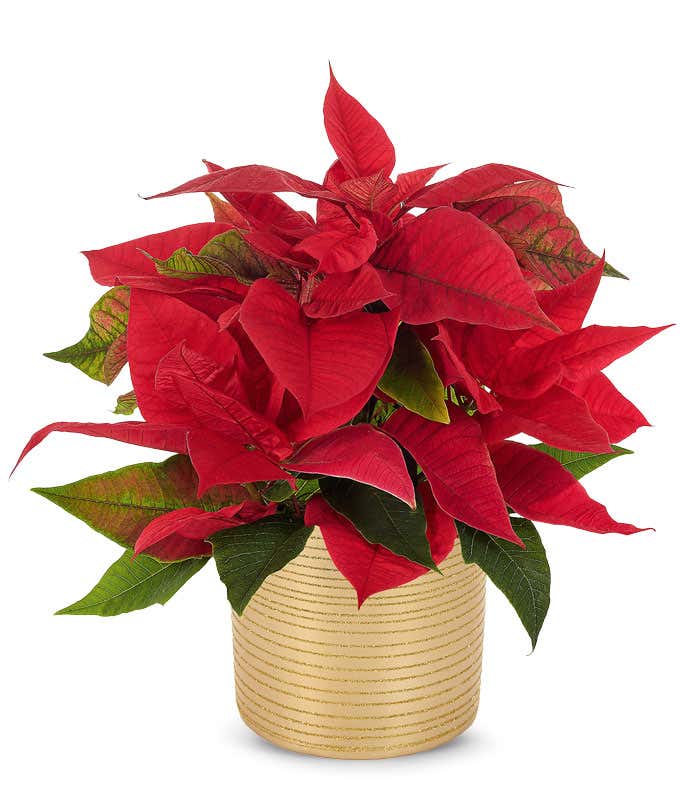Red poinsettia plant in a gold themed vase