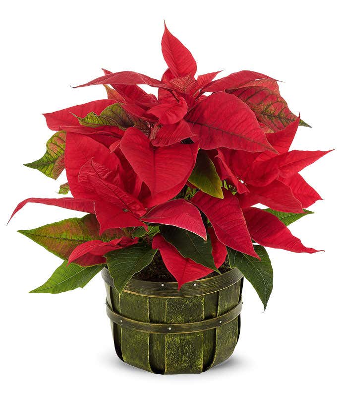 Red poinsettia in a green bushel pot