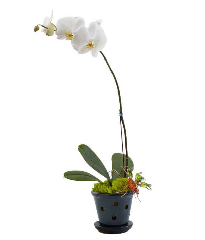 White orchid potted plant
