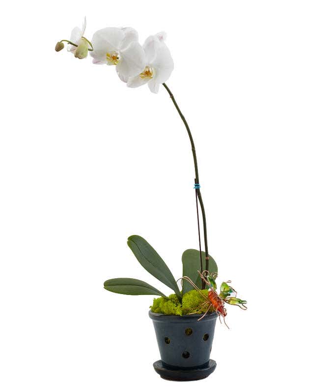 Opulent Orchids Single At From You Flowers