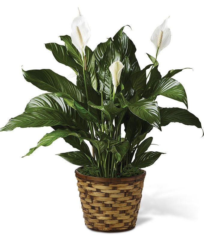 Classic Peace Lily 