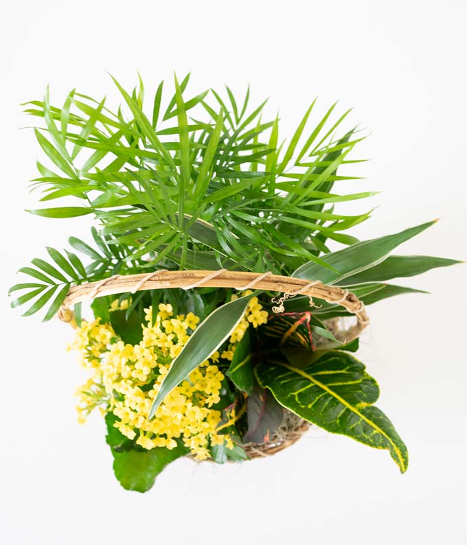 Flowering Dish Garden Plant at From You Flowers