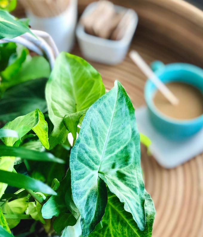 European Dish Garden at From You Flowers