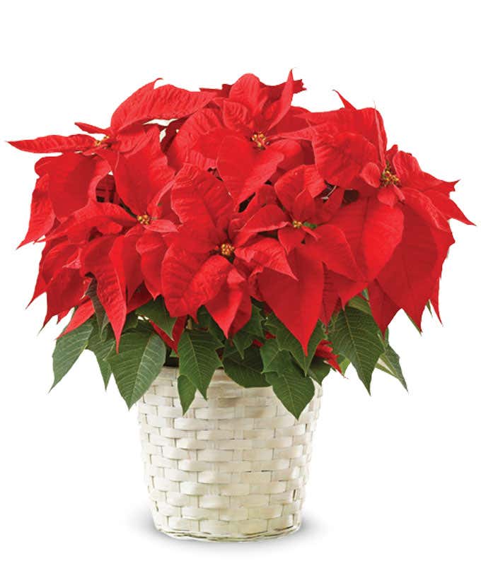 All red poinsettia plant in a white basket