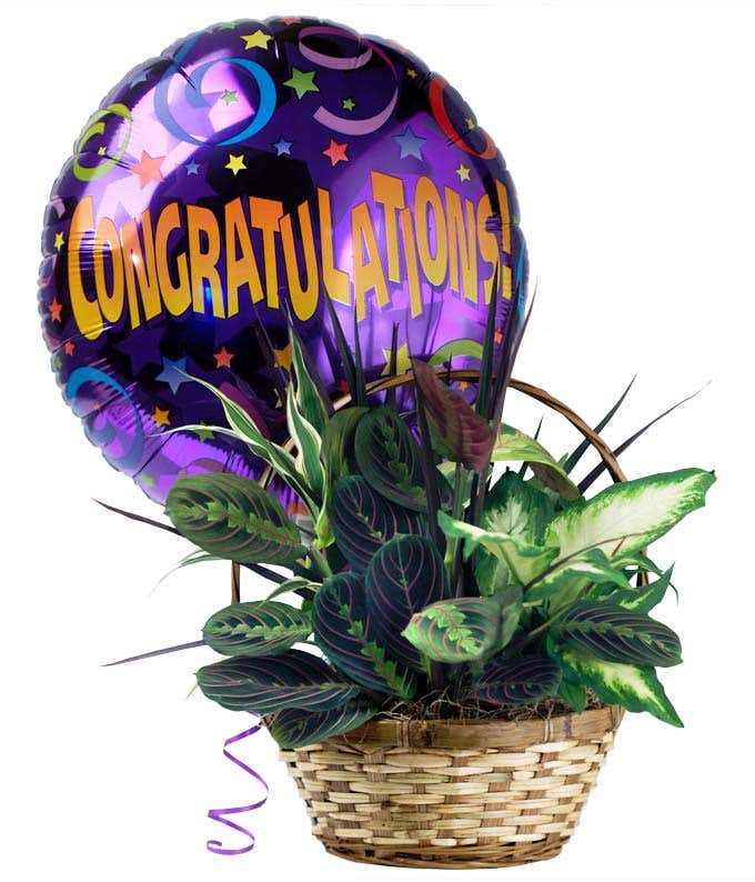Dish garden plant and congratulations balloon