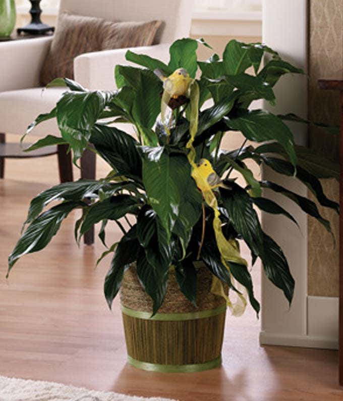 Sympathy plant with greens in basket