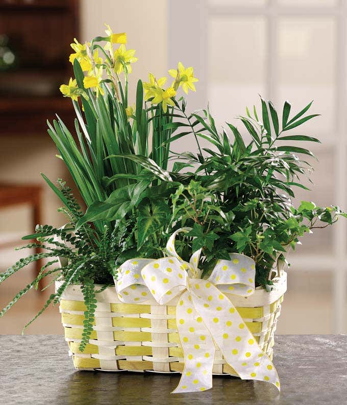 Daffodils and ivy plant in woven basket with ribbon