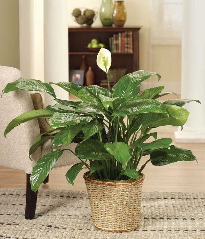 51 HQ Pictures Peace Lily Flower Cats / Are Peace Lilies Poisonous? You'll Be Shocked to Know ...