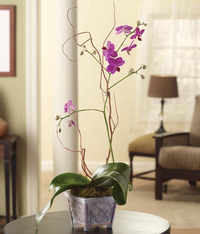 Purple Orchids plant in wood planter