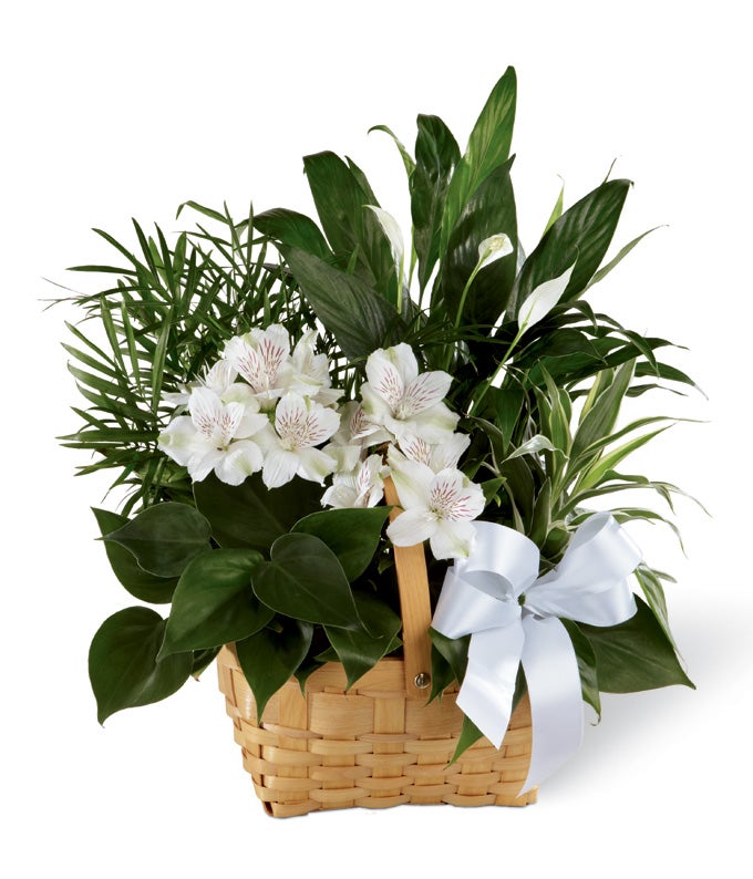 菜の花Peace Peace & Serenity Dishgarden at From You Flowers