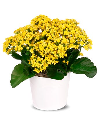 Sunny Yellow Indoor Kalachoe at From You Flowers