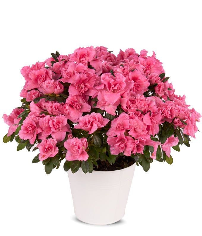 Pretty Pink Azalea House Plant at From You Flowers