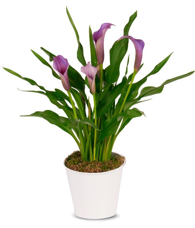 Perfectly Purple Calla Lily Plant at From You Flowers