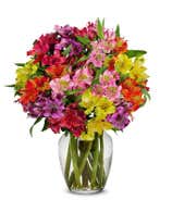 Rainbow Alstroemeria Bouquet 15 Stems