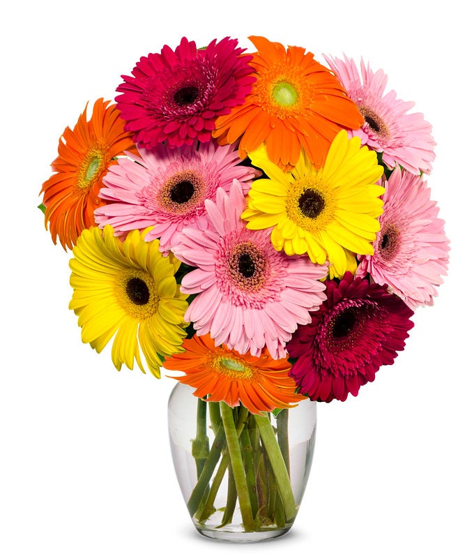 Gerbera daisies store