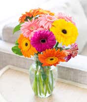 Alternative image 1 for Assortment of gerbera daisies for next day delivery