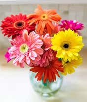 Alternative image 2 for Assortment of gerbera daisies for next day delivery