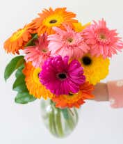 Alternative image 3 for Assortment of gerbera daisies for next day delivery