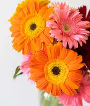 Alternative image 4 for Assortment of gerbera daisies for next day delivery