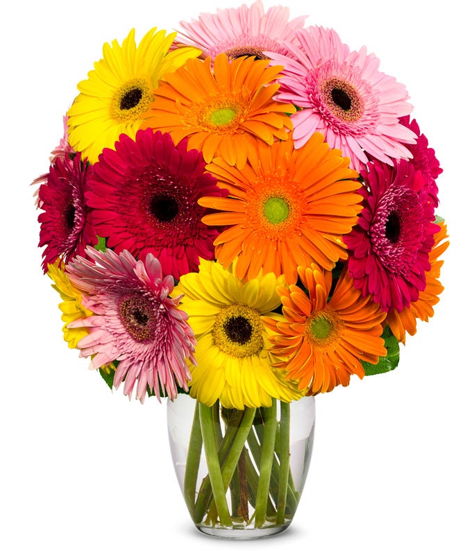 Stunning Gerbera Daisies - 15 Stems at From You Flowers