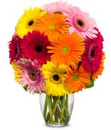 Stunning Gerbera Daisies - 15 Stems