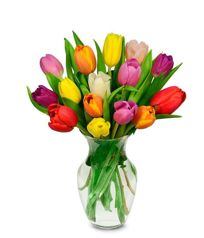 Mixed tulips in a vase