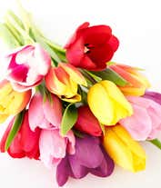 Alternative image 3 for A delightful arrangement of seasonal tulips in a variety of colors, offering a fresh and vibrant display. These beautiful tulips bring a burst of color and cheer to any setting.