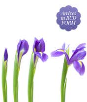 Alternative image 1 for Pink tulips delivered with blue iris flowers