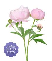 Alternative image 1 for A stunning arrangement of 10 assorted pink peonies, optionally presented in a glass vase. These lush and fragrant peonies create a beautiful and elegant display, perfect for adding a touch of romance to any setting.