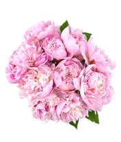 Alternative image 2 for A stunning arrangement of 10 assorted pink peonies, optionally presented in a glass vase. These lush and fragrant peonies create a beautiful and elegant display, perfect for adding a touch of romance to any setting.