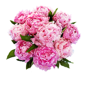 A stunning arrangement of 10 assorted pink peonies, optionally presented in a glass vase. These lush and fragrant peonies create a beautiful and elegant display, perfect for adding a touch of romance to any setting.