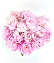 Alternative image 2 for A stunning arrangement of 15 assorted pink peonies, optionally presented in a vase. These lush and fragrant peonies create a beautiful and elegant display, perfect for adding a touch of romance to any setting.