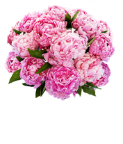 A stunning arrangement of 15 assorted pink peonies, optionally presented in a vase. These lush and fragrant peonies create a beautiful and elegant display, perfect for adding a touch of romance to any setting.