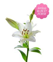 Alternative image 1 for Pink and White Lilies with White Wine