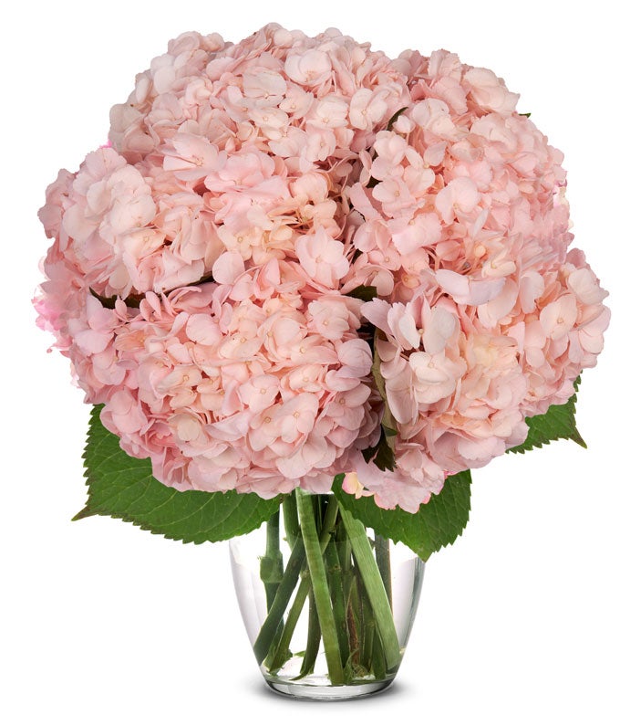 Image of Bouquet of pink hydrangea flowers