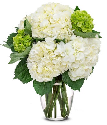 White & Mini Green Hydrangea Bouquet at From You Flowers